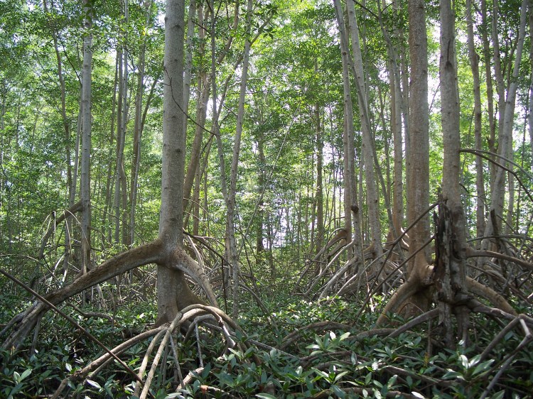 Manglares Bahía de Jiquilisco