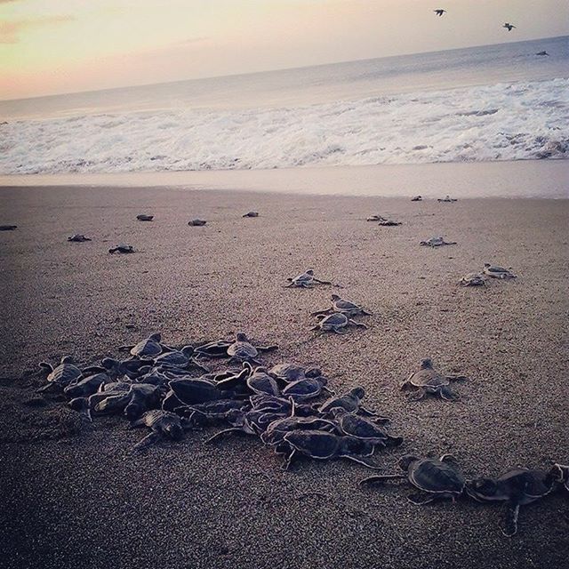 Tortugas Marinas atardecer Montecristo