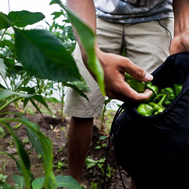 Agricultura diversificada