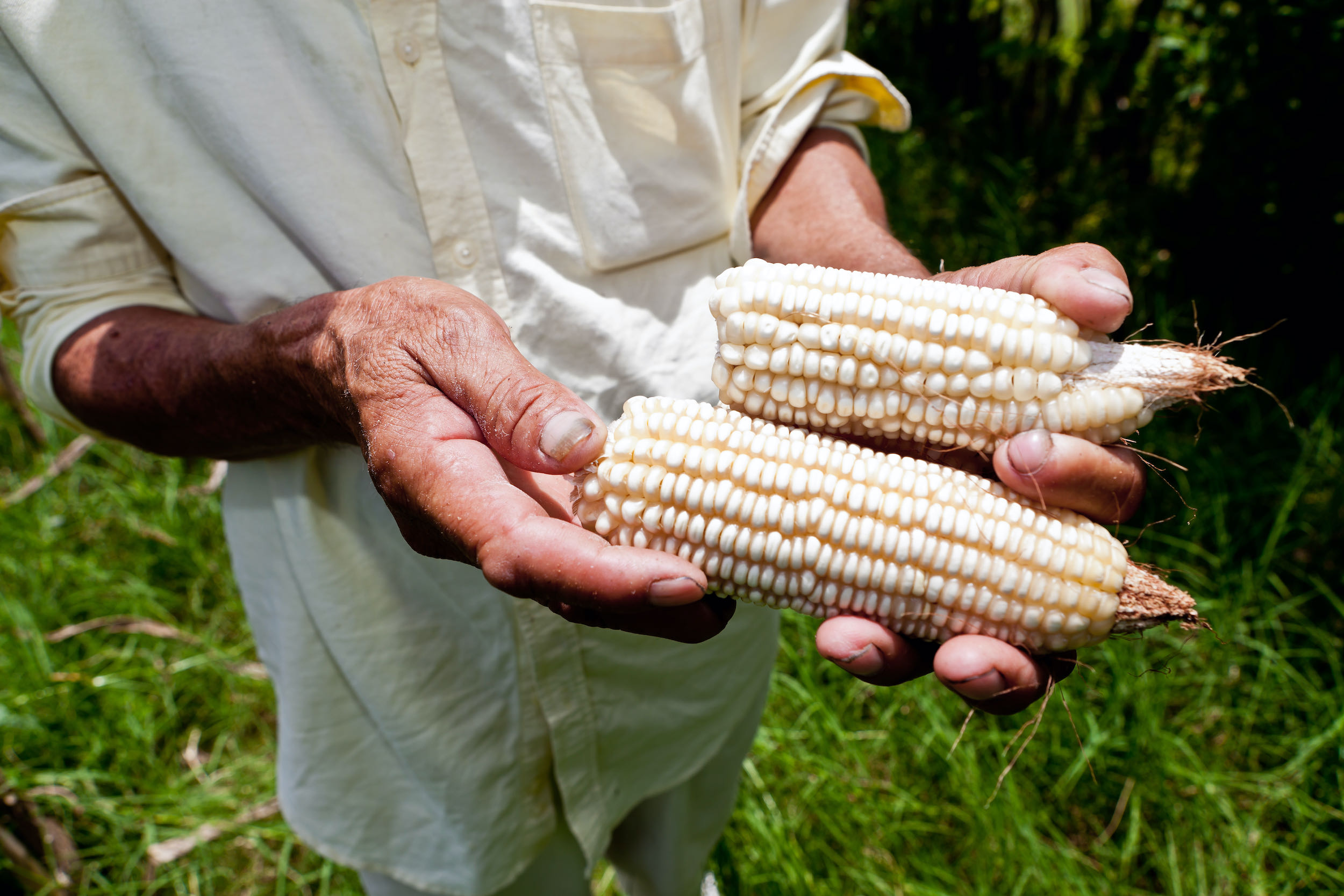 hombre con milpa en sus manos de su finca diversificada en El Salvador