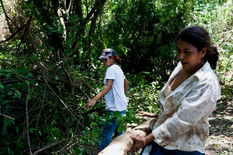 Mujeres participan en técnica comunitaria de Restauración Ecológica de Manglares (REM)
